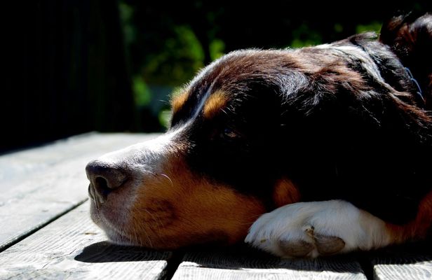 Skiathos dog shelter visit, hill walk and Greek cooking tour