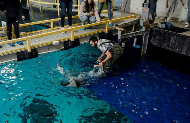 Behind-the-scenes guided tour at Oceanário de Lisboa