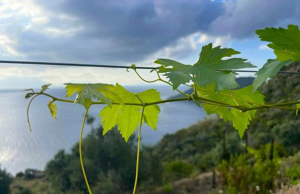 Filicudi vineyard stroll and Tuscia wine tasting experience