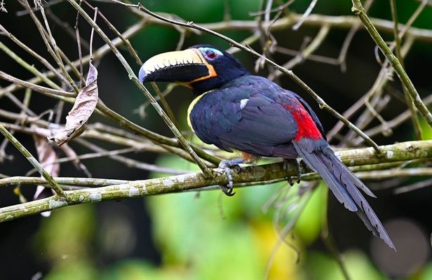 Guided birdwatching tour to Equadorian AMazon Clay Lick