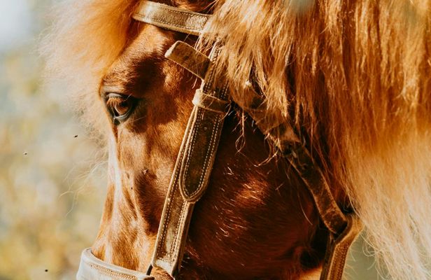 Serra da Cabreira horseback experience with Garrano horses