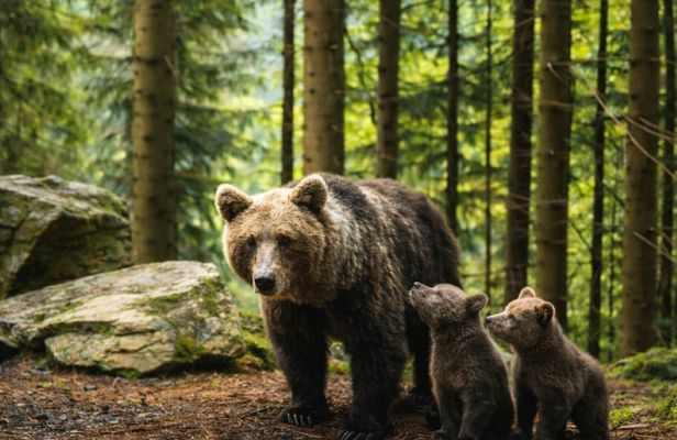 Libearty Bear Sanctuary and Bran Castle private full-day tour