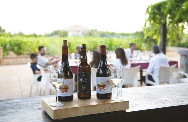 Organic vineyard wine tasting tour in Mijas, Costa del Sol