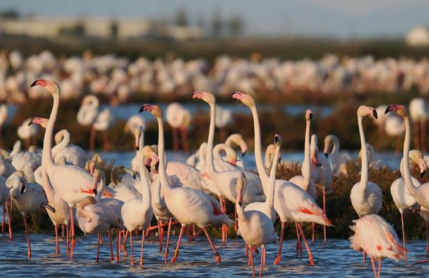 Ebro Delta flamingo and birdwatching tour at sunset