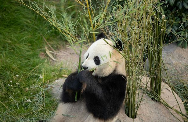 Copenhagen Zoo skip-the-line ticket with audio city tour and 1GB eSIM