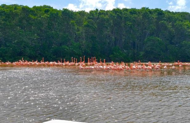 Full-day exploration of Sisal and Celestún coastal towns