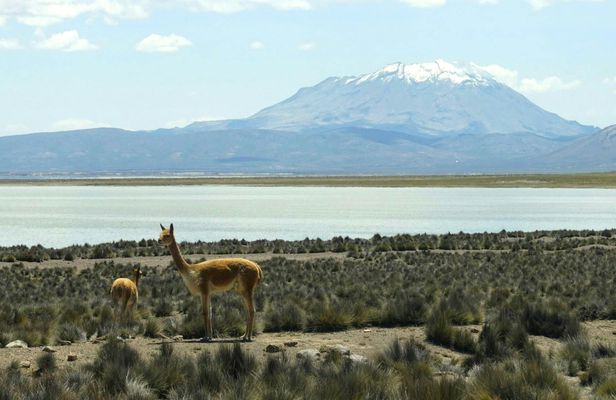 Salinas Salt Lagoon private full-day guided tour from Arequipa