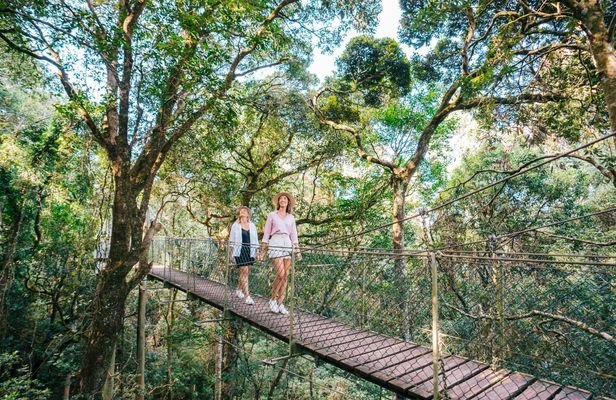 Lamington National Park, O'Reilly's and vineyard tour