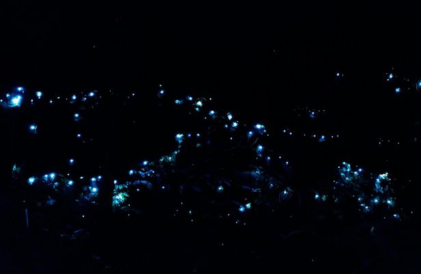 Evening rainforest and glow worm tour