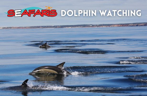 Guided dolphin watching tour in Lagos