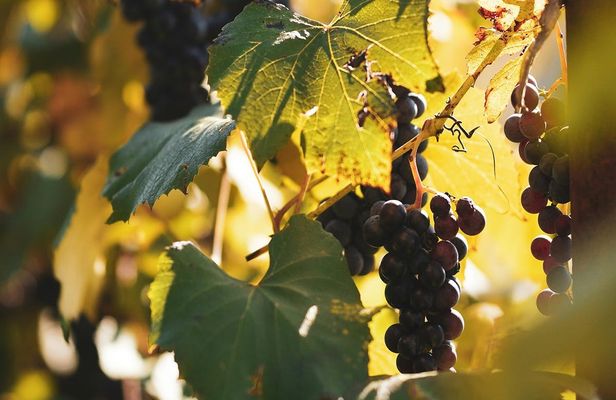 La Rioja guided tour with wine tasting from Logroño