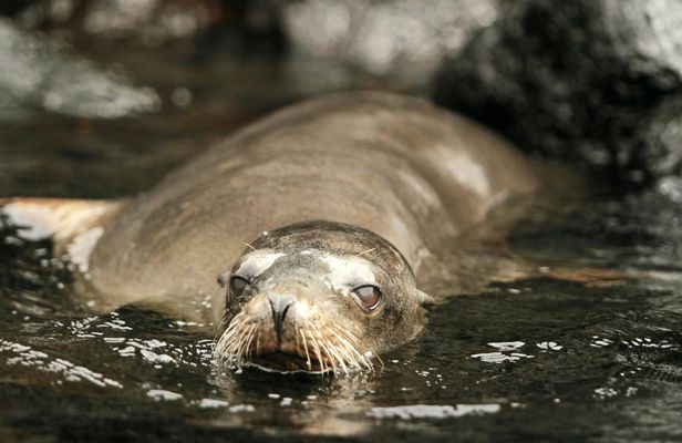 Santa Cruz bay tour with snorkelling and Las Grietas visit