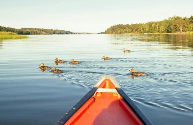 Stockholm sunset canoe beaver tour with dinner by the water