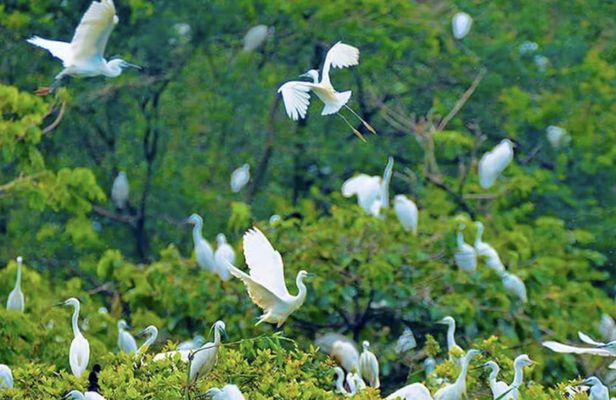 Guided tour of Bang Lang Stork Garden and Binh Thuy Communal House