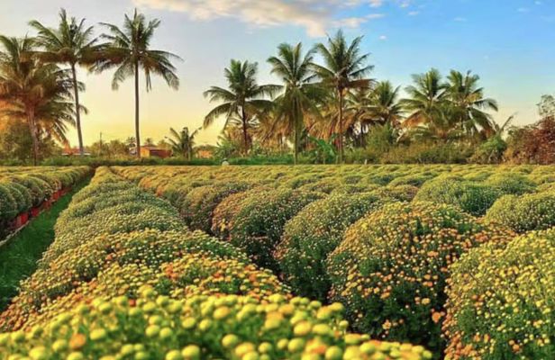 Sa Dec flower village guided tour with lunch