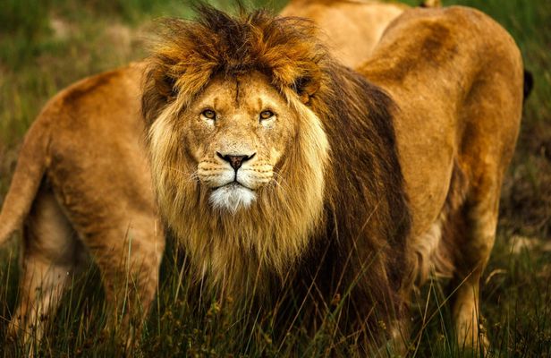 Safari adventure at Safaripark Beeksee Bergen