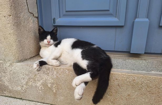 Cats of Cres walking tour of the Old Town and hidden heritage