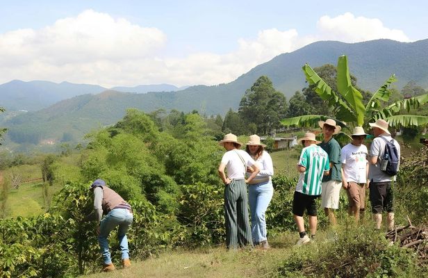 Traditional Colombian coffee tour from Salento