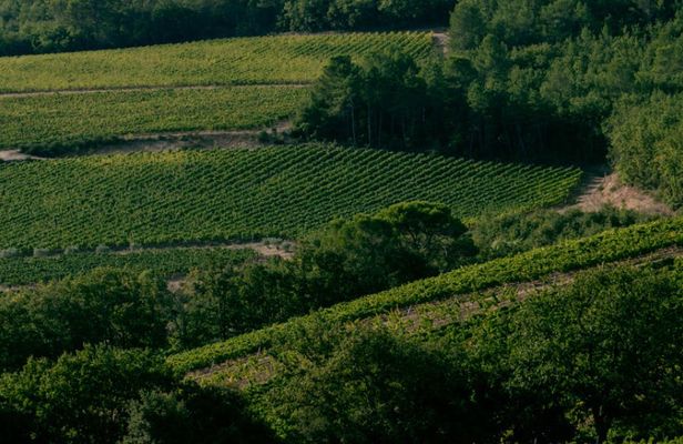 Commanderie de Peyrassol vineyard and history guided tour in English