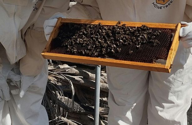Beekeeping tour with honey tasting in Lanzarote