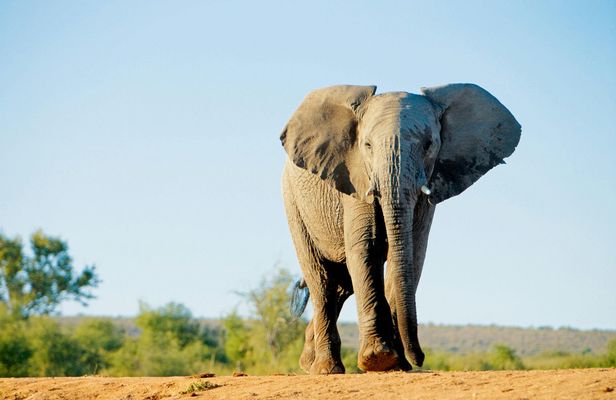 Four-day Kenyan wildlife safari through Tsavo East and Amboseli