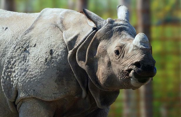 Eindhoven Zoo admission ticket