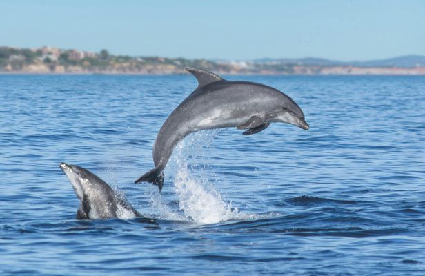 Lagos dolphins and Benagil caves catamaran with marine biologist