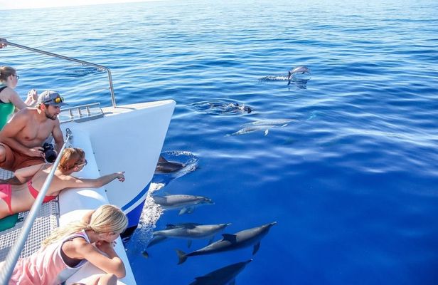 Dolphin and whale watching trip from Madeira