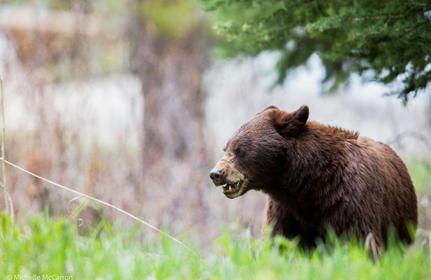 Summer and fall wildlife sunset safari from Jackson Hole