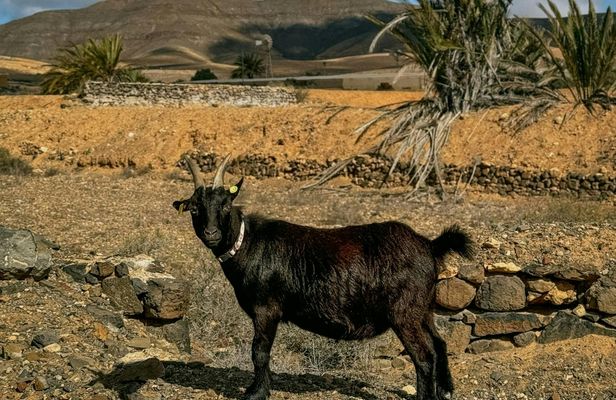 Fuerteventura small-group hiking tour with goats