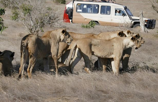 Tsavo East Safari with Overnight Stay at Ashnil Aruba Lodge