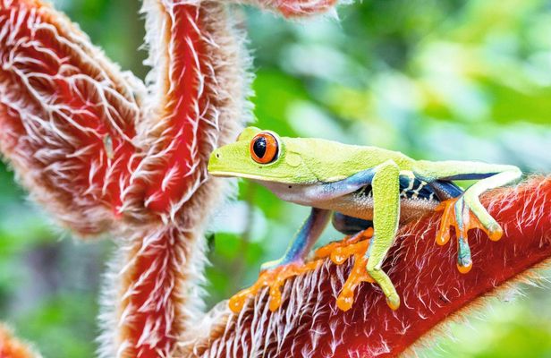 3-Day Botanika Osa Rainforest Experience