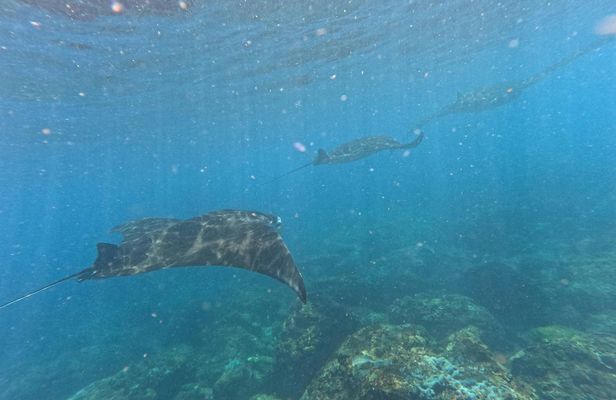 Snorkelling in Nusa Penida 4 points