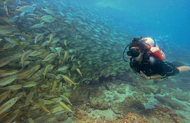 Fujairah two dives for certified divers