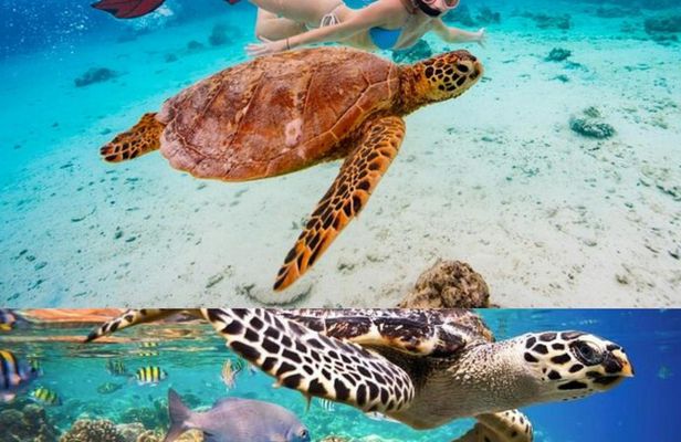 St John's snorkel with sea turtles at Green Island