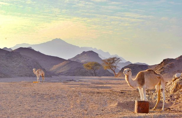 Super safari in a 4x4 plus quad bike and camel ride in Marsa Alam