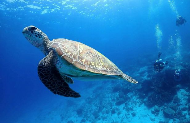 Racha Islands scuba diving trip with up to 3 dives at for all levels