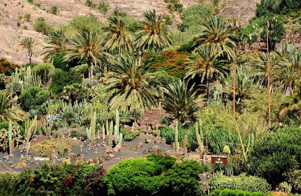 Oasis Wildlife Fuerteventura Botanic Experience guided tour