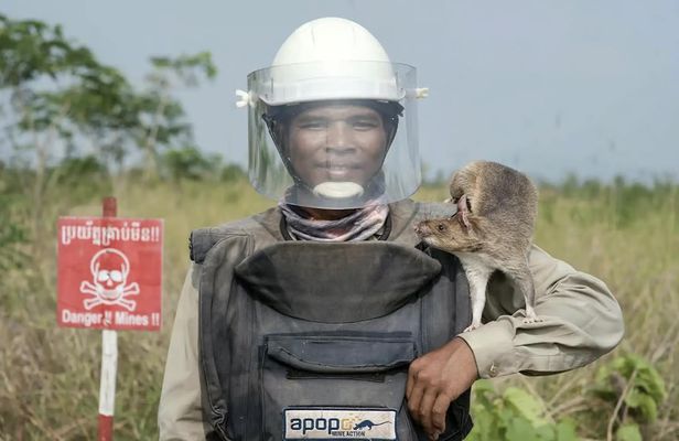 Siem Reap tour with HeroRATs and Lotus Silk Farm by tuk-tuk