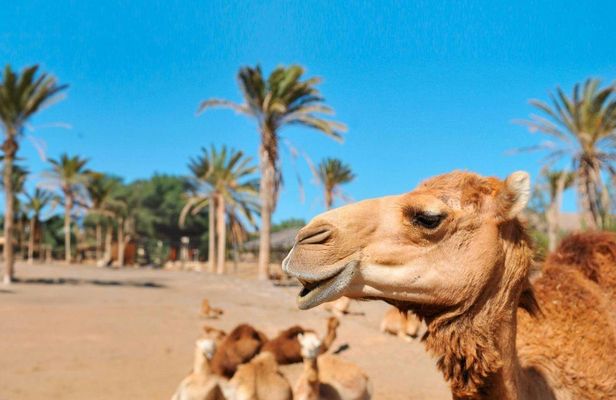 Dromemilk Camel Reserve guided tour
