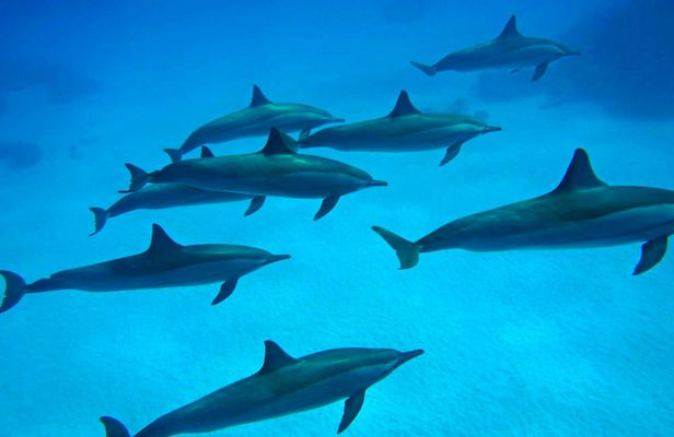 Dolphin House snorkeling cruise and diving for beginners in Marsa Alam