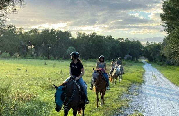 2-hour Central Florida forest horseback ride for all levels