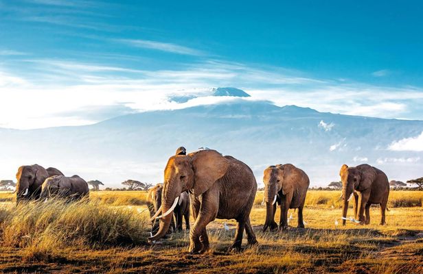 Four-day Kenyan wildlife safari through Tsavo East and Amboseli