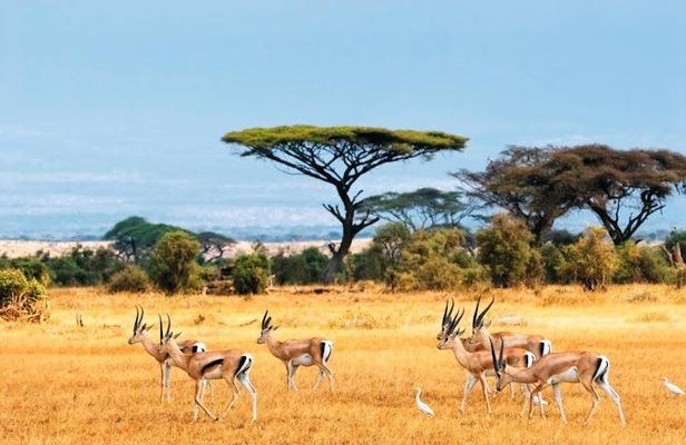 Four-day Kenyan wildlife safari through Tsavo East and Amboseli