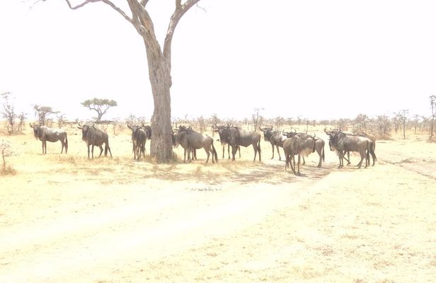 3-Day Safari Trip to Masai Mara National Reserve from Nairobi