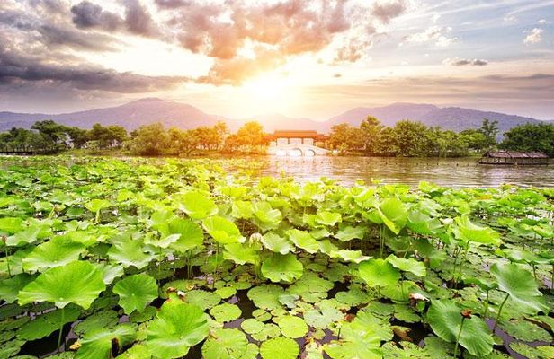 Private Tour Hangzhou West Lake and Tea Fields Discovery