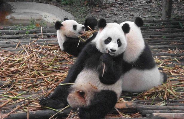 One Day Giant Panda Leisure Private Tour in Chengdu