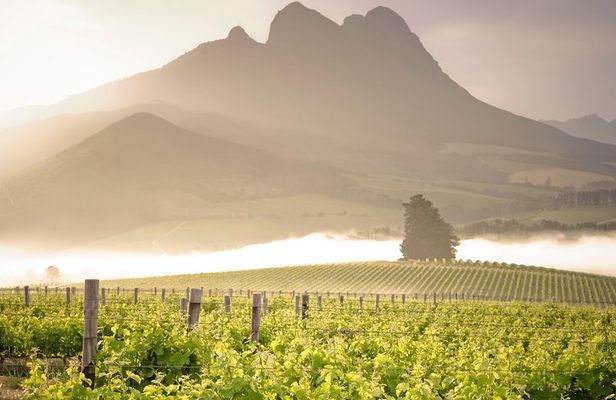 Vine Hopper: Hop-On Hop-Off Wine Tour - Northern Route
