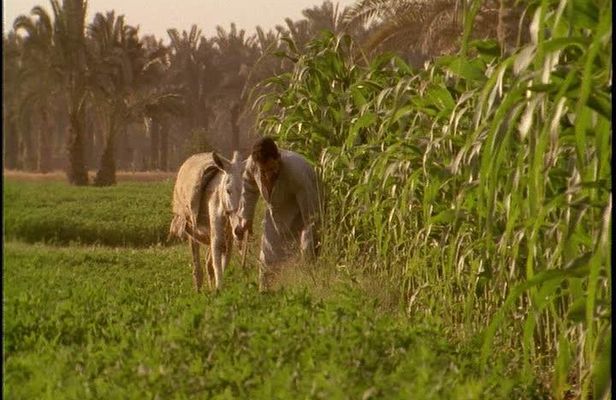 Half-Day Trip to Egyptian Green Farm from Cairo with Breakfast