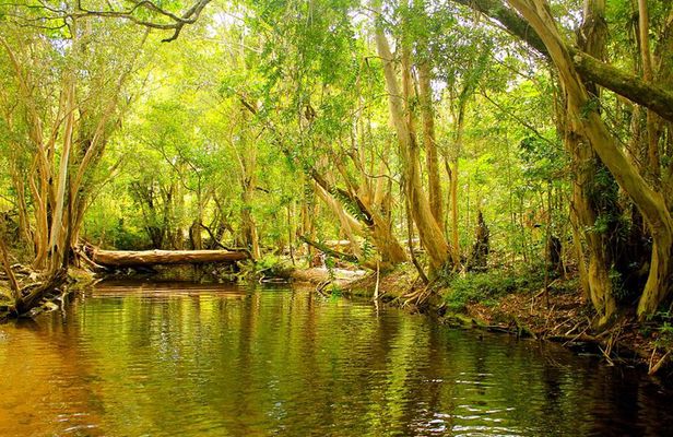 Private Half Day Tour: World Heritage Rainforest & Waterfall